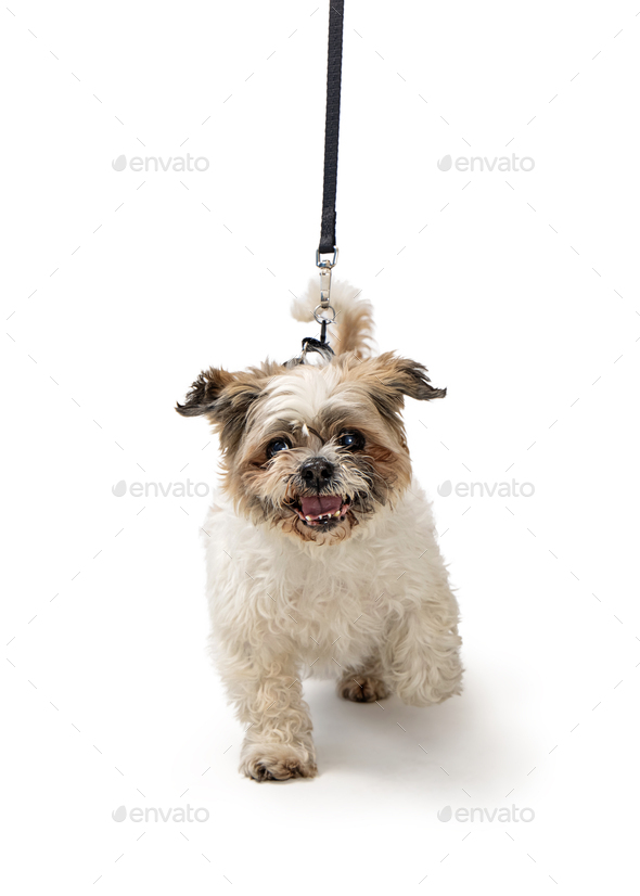 Happy Shih Tzu Dog Running on Leash Stock Photo by GoodFocused PhotoDune